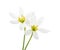 Two white  Lilies isolated on white background. Zephyranthes candida