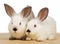 Two white little rabbits