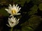 Two white lotus blossoms rising up out of pond of lily pads, calm serene background, meditation wellness harmony spirituality and