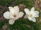 Two white magnolia blossom in afternoon in Spring