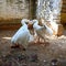 Two white male ducks.