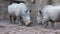 Two white Male Rhino With Large Horns are fighting.