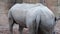 Two white Male Rhino With Large Horns are fighting.