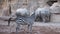 Two white Male Rhino With Large Horns are fighting.