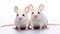 Two white mice sitting next to each other, laboratory mice, animal research concept image.