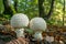 Two white mushrooms delicately poised on forest floor, captivating scene in shade of towering trees