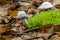 Two white mushrooms grow in wood near green moss