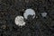 Two white old silver coins lying in black earth