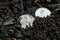 Two white old silver coins lying in black earth