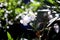 Two white oleander flowers in the branches and leaves, with bokeh effect