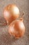 Two white onions bulb on brown hessian rustic