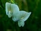 Two white orchid-like pea flowers