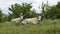 Two white oxen with long horns lie on a meadow under the trees.