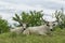 Two white oxen with long horns lie on a meadow under the trees.