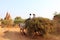 Two white oxen pulling wooden cart with hay