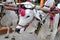 Two white oxen in yoke with Bullock cart riding in Indian tourist park