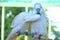 Two white parrot kissing on a tree branch.