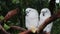 Two white parrots sleeping on the tree