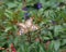 Two White Peacock Butterflies Mating