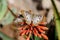 Two White Peacock butterflies together on red desert blossoms