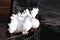 Two white peacock doves with lush beautiful tails sitting on the hedge