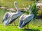Two white pelican birds together standing on the riverside staring at the water