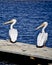 Two White Pelicans on the Dock