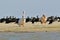 Two white pelicans rest on the shore