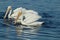 Two white pelicans swimming