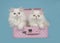 Two white persian longhair kittens with blue eyes in a pink suit