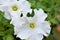 Two White Petunias