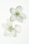 Two white philadelphus isolated flowers on white background