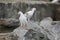 Two White Pigeon Dove on Stone