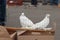 Two white pigeons