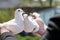 Two white pigeons in the hands of breeders