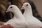 Two white pigeons are sitting close up