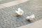 Two white pigeons walk on the sidewalk