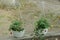 Two white plastic flowerpots with green ornamental plants