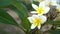 Two White plumeria flowers on tree background. 4k video