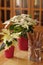 Two white poinsettias in red ceramic pots. Decorations for advent