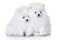 two white pomeranian spitz puppies sitting together on white background