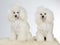 Two white poodles