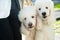 Two white poodles with long ears