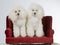 Two white poodles on a sofa.