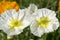 Two white poppies