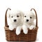 Two white puppies in a basket on a white background, adorable pet dogs, wallpaper, generative ai