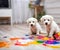 Two white puppy dogs playing with paint on the living room floor.