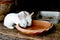 Two White Rabbits Drinking Water From Baked Clay Disc