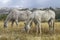 Two white ranch horses grazing in pasture, Wyoming