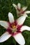 Two White and Red Stargazer Lily